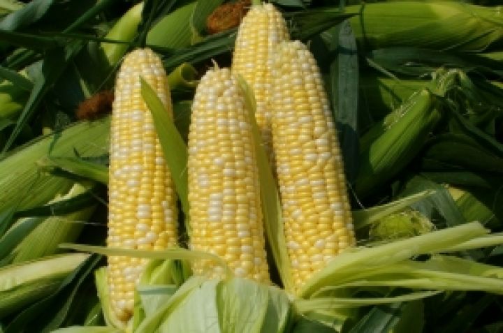 Китай закупает украинскую кукурузу