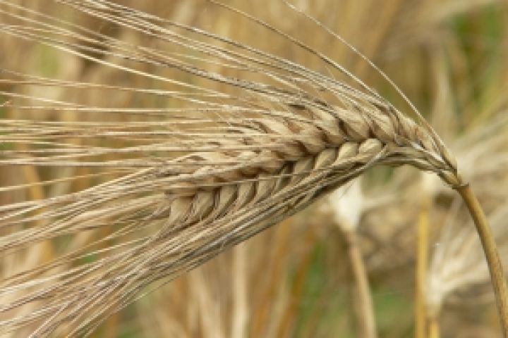 Украина в 2012-2013 МГ произведет 45,5 млн тонн зерновых — IGC
