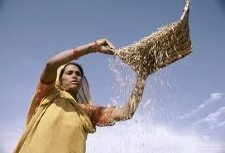 Индия. Рекордный экспорт не решит проблемы перепроизводства пшеницы