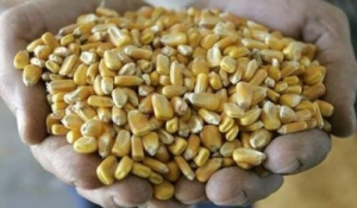 Аргентина. Квота на экспорт кукурузы увеличена на 2 млн тонн