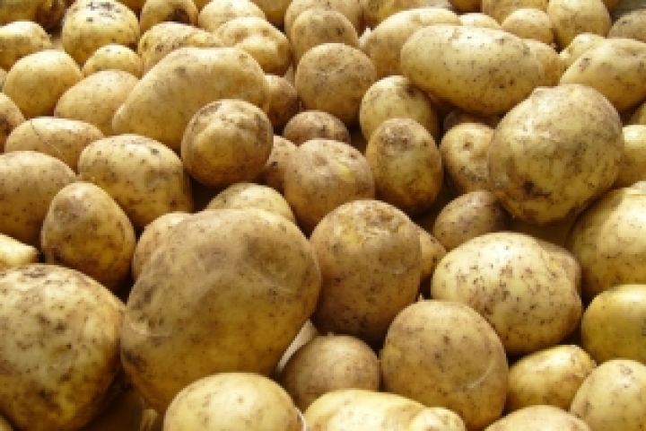 Непогода лишит Европу урожая картофеля