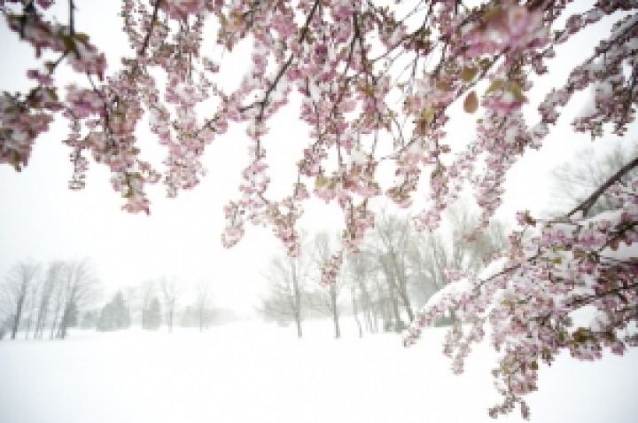 Из-за аномальных снегопадов Украину ожидает неурожай фруктов — эксперты