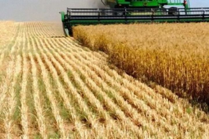 В 2012 году Украина произвела 2,223 млн тонн семян — эксперт