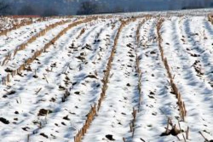 Беспрецедентный снегопад лишил Украину 500 тыс. га посевов — эксперты