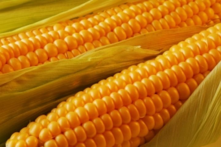 50% украинской кукурузы — генно модифицирована