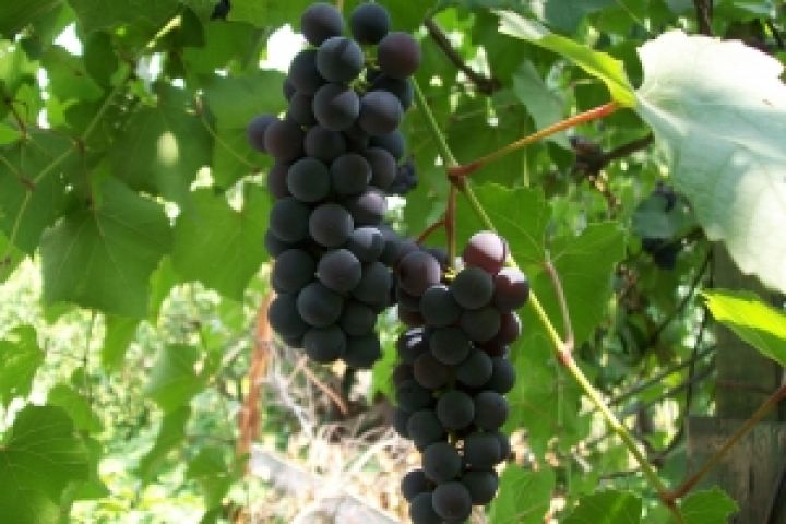 Из-за морозов Украина останется без персиков, но с виноградом — Минагропрод