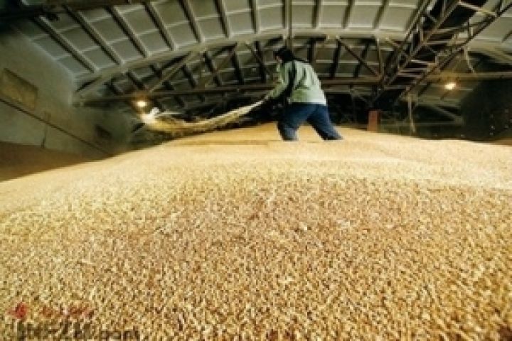 Китай создал рекордный резерв зерна