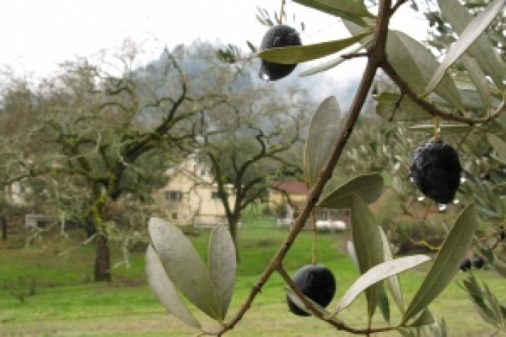 Мир ожидает дефицит оливкового масла