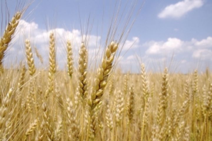 Экспорт зерна может возобновиться после улучшения погодных условий — Присяжнюк