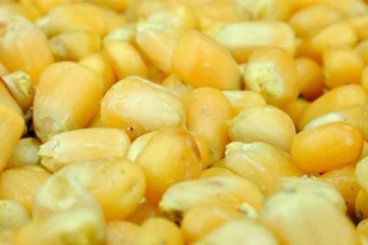 Бразилии пророчат рекордный урожай кукурузы