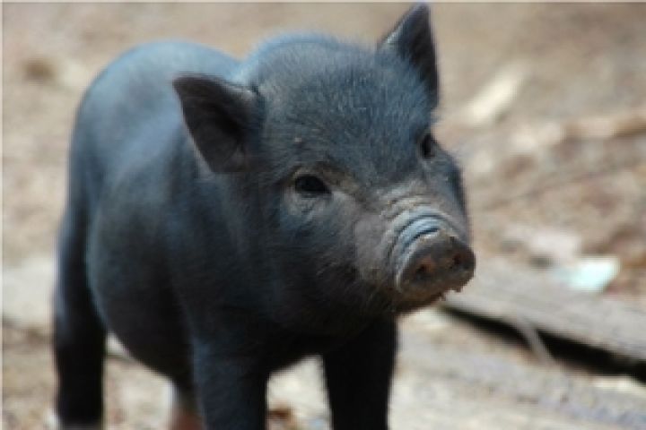 Украина надежно защищена от африканской чумы свиней — Минагропрод