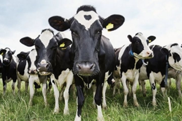 Россия. Внедрение контроля состояния коров с помощью Wi-Fi