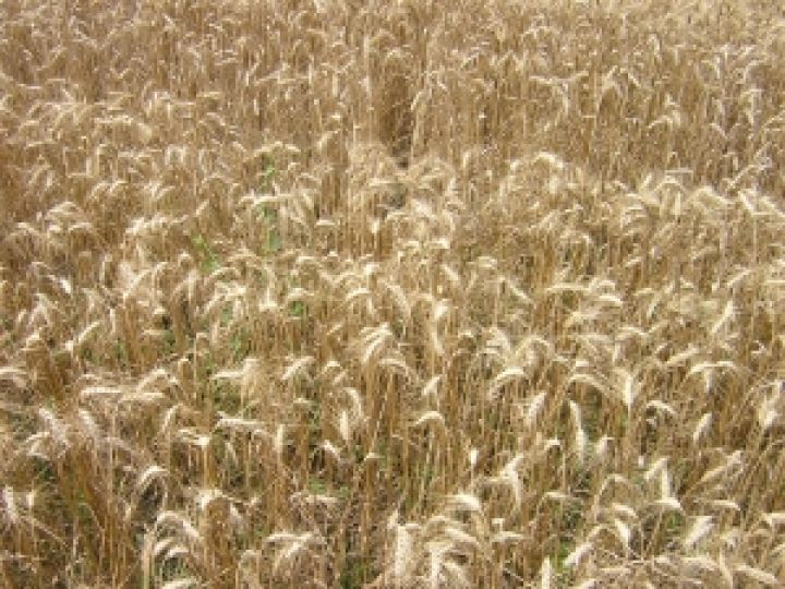 Италия забраковала 1,5 тыс. тонн украинской сельхозпродукции как ГМО