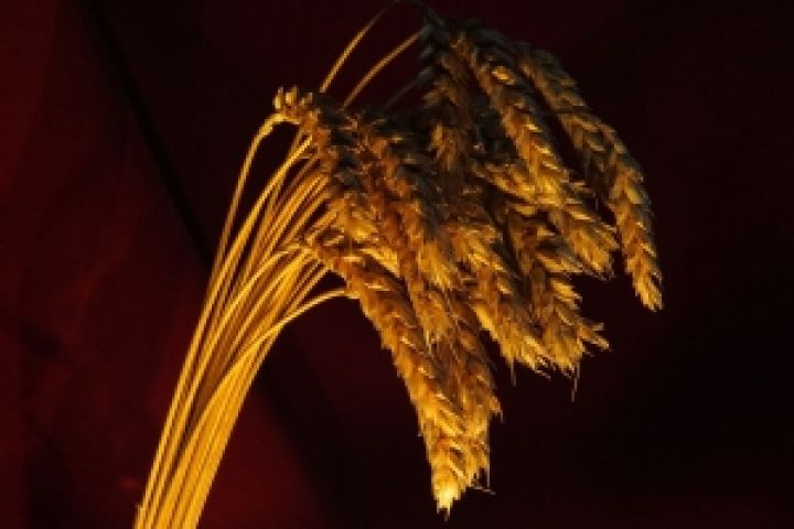 В мире сокращается производство пшеницы — USDA