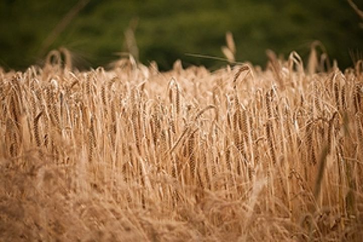 Украина в 2013/14 МГ экспортирует рекордные 25 млн тонн зерновых — эксперты