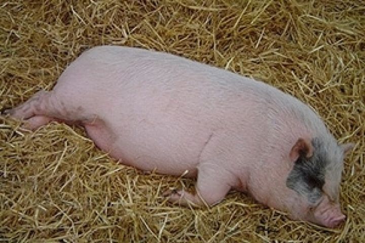  Украина сократила импорт свинины на 30% — УКАБ