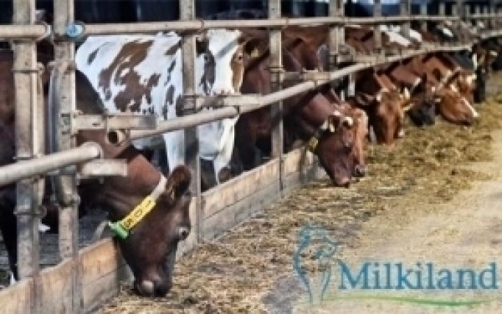 Милкиленд в июне планирует запустить молочную ферму в Черниговской области 