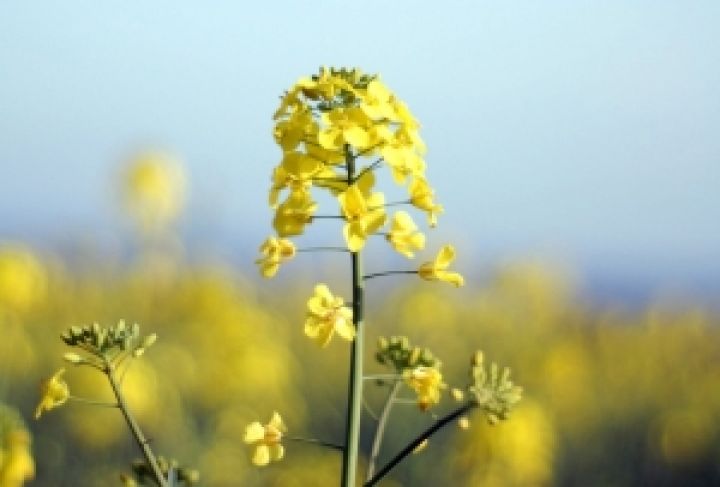 Урожай масличных культур в Украине идет на рекорд