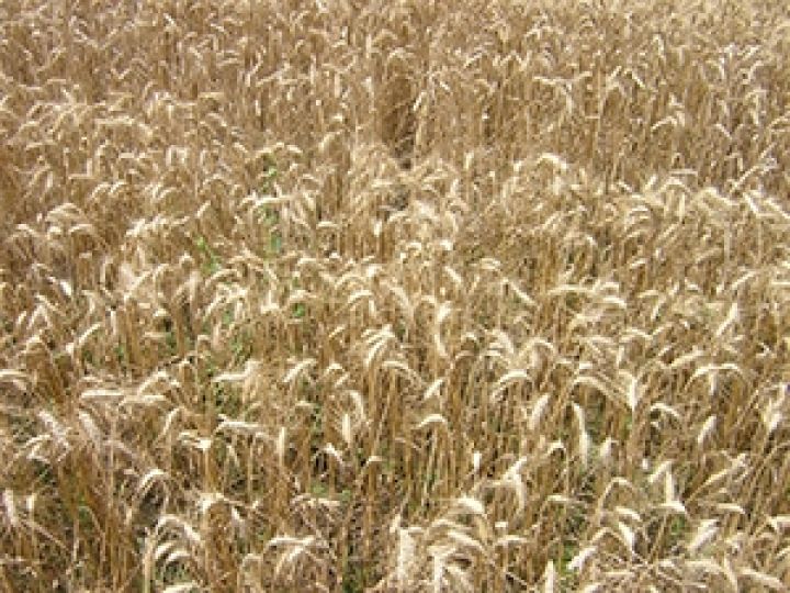 В Украине снят запрет на экспорт пшеницы