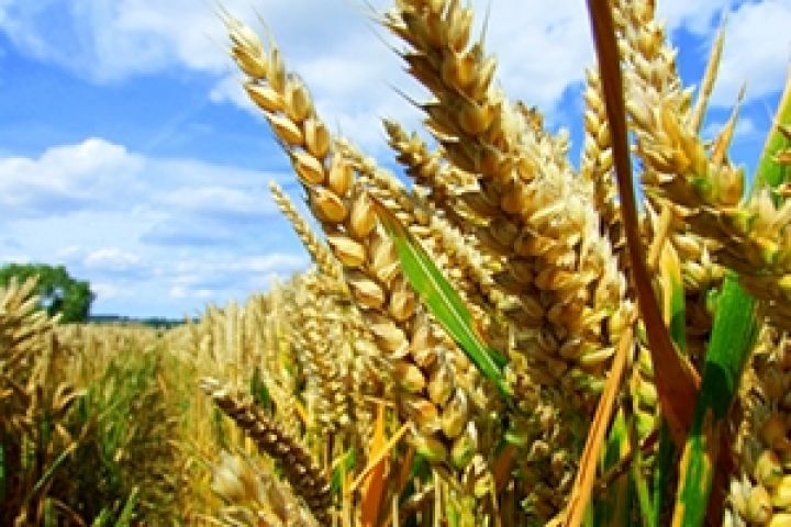 Украина заложит 134 тыс. тонн семян в резервный фонд