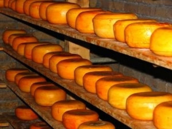Украинский сыр будет производиться в России — Терра Фуд