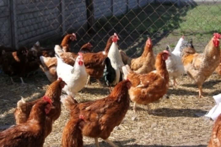 В украинской курятине обнаружены сальмонелла и листерия