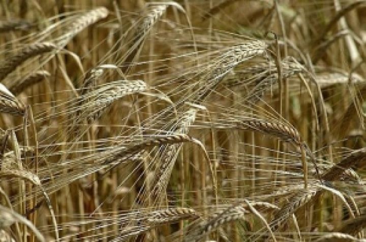 Жара может лишить Украину трети урожая зерновых — Адаменко