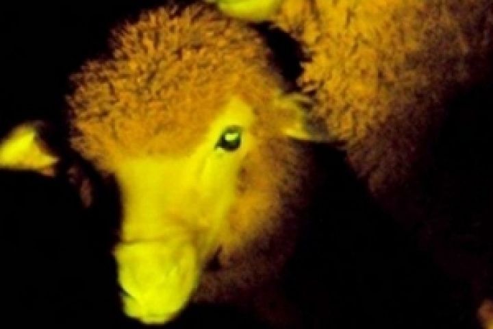 Ученые вывели светящихся в темноте овец