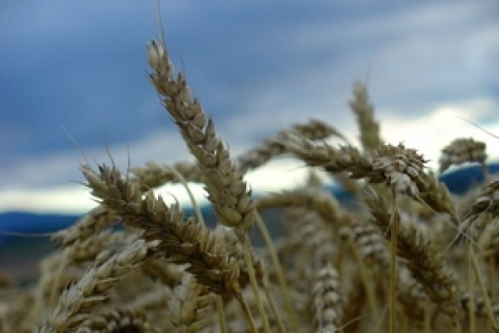 Прогноз украинского урожая зерновых и зернобобовых увеличен на 22%