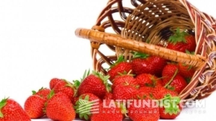 Благодаря государственной поддержке потребление фруктов возросло на 33% — Минагропрод