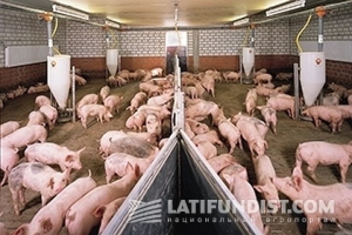 Датская Даноша планирует приобрести новые свиноводческие фермы в Украине