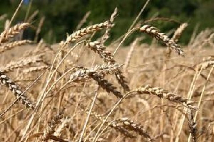 В Крыму сложилась критическая ситуация с зерновыми