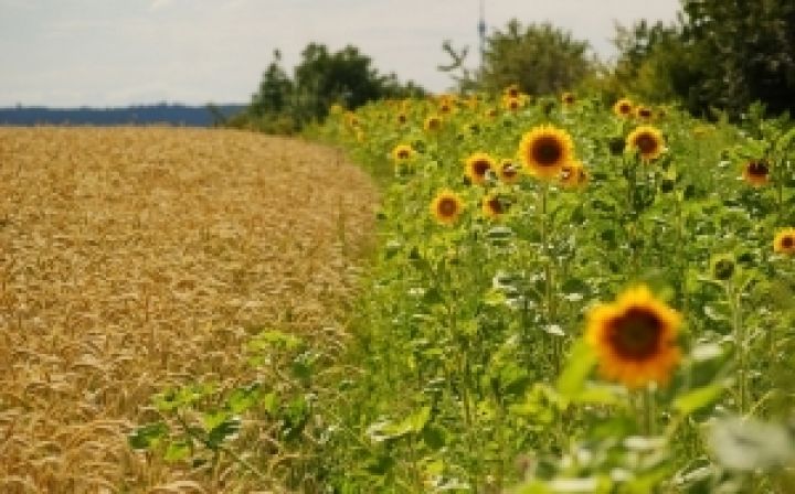 Украине прогнозируют урожай подсолнечника на уровне 8,7 млн т 