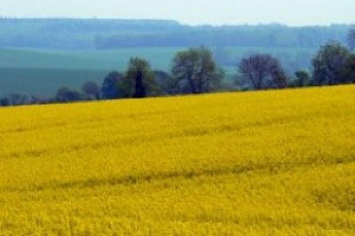 Украина нарастила производство биоэтанола в 9 раз