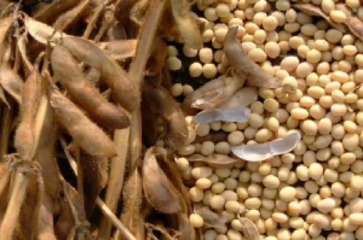 Украина соберет рекордный урожай сои