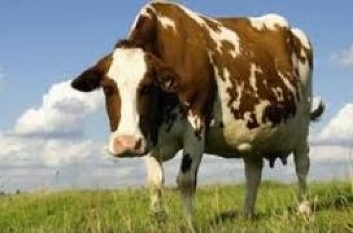Мясное скотоводство Украины снова оказалось под  угрозой