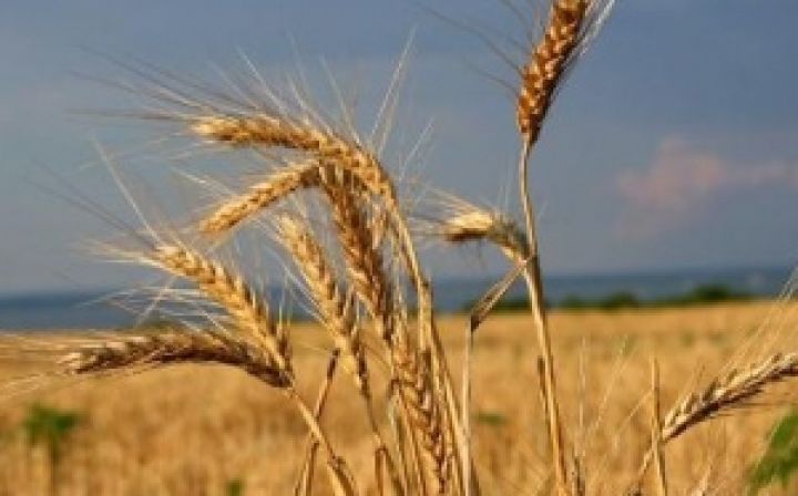 Зерновая «эпопея»: обязательную сертификацию зерна при внутренних операциях могут отменить