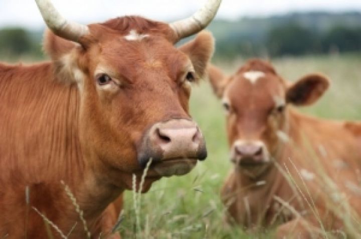 Украина направила на развитие животноводства 70 млн грн