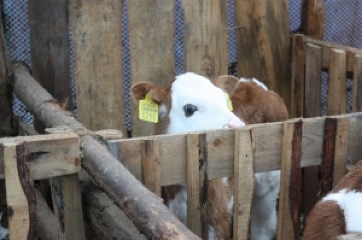 Украине необходимо 6 оптовых рынков скота