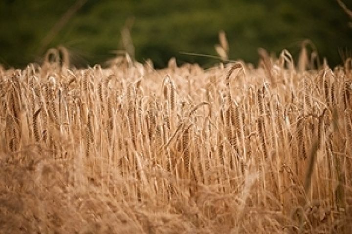 Крупнейший российский экспортер зерна — «дочка» Glencore