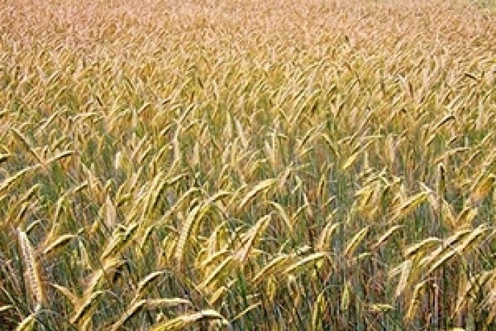 Мировой урожай зерновых достигнет рекордных 702 млн тонн