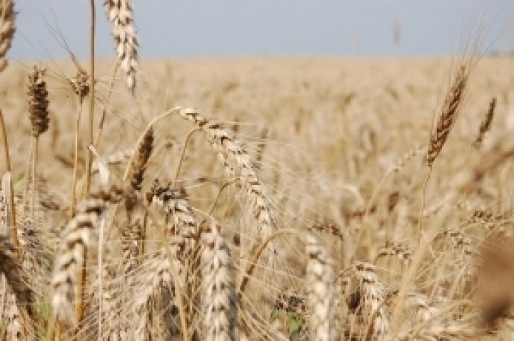 Погибло 20% крымских посевов 