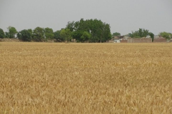 Урожайность зерновых может увеличиться на 4 ц/га — Госсельхозинспекция