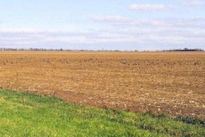 Крымские ранние зерновые в критическом состоянии — Адаменко