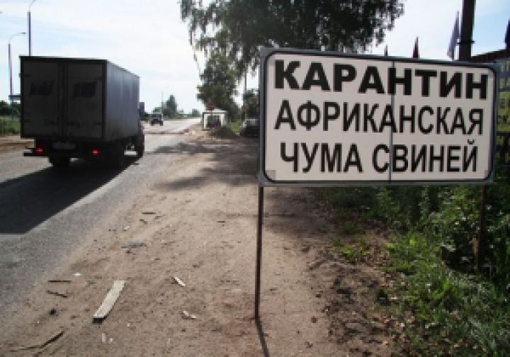 Российская свинина «угрожает» Украине африканской чумой