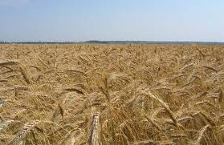 Цена на пшеницу в Украине начала снижаться под давлением нового урожая
