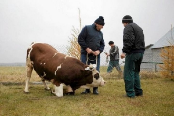 Селянам стало выгодно сдавать скот на мясоперерабатывающие предприятия 