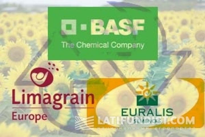 Подсолнечнику — чистое поле: BASF раздает лицензии
