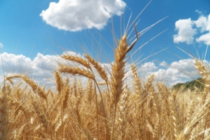 Канада наращивает производство пшеницы