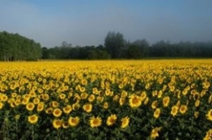 В Украине падает производство подсолнечного масла